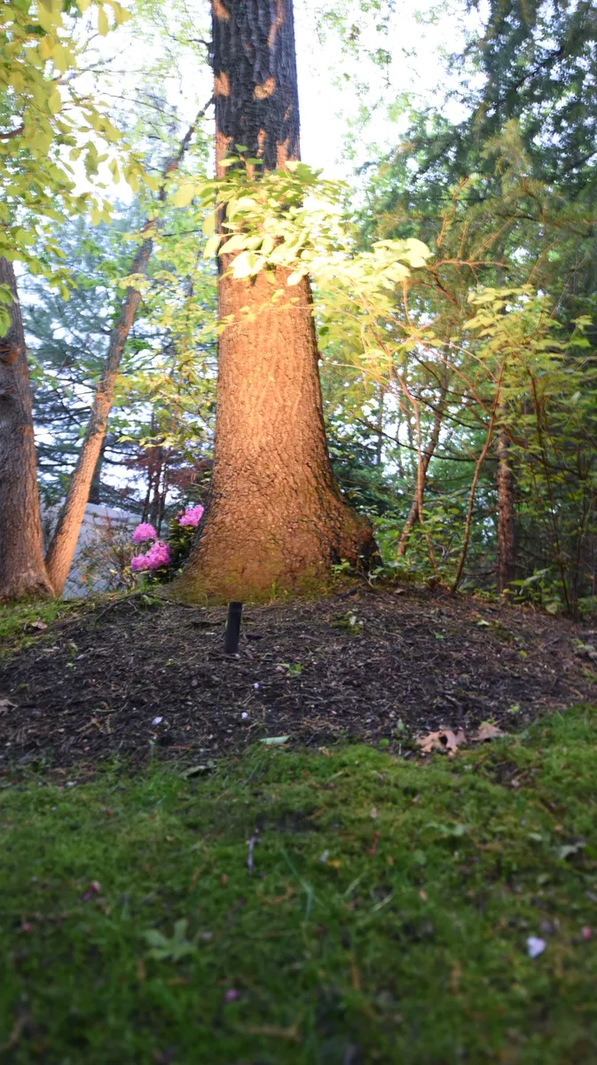 Tree uplighting and garden lighting in Commack NY