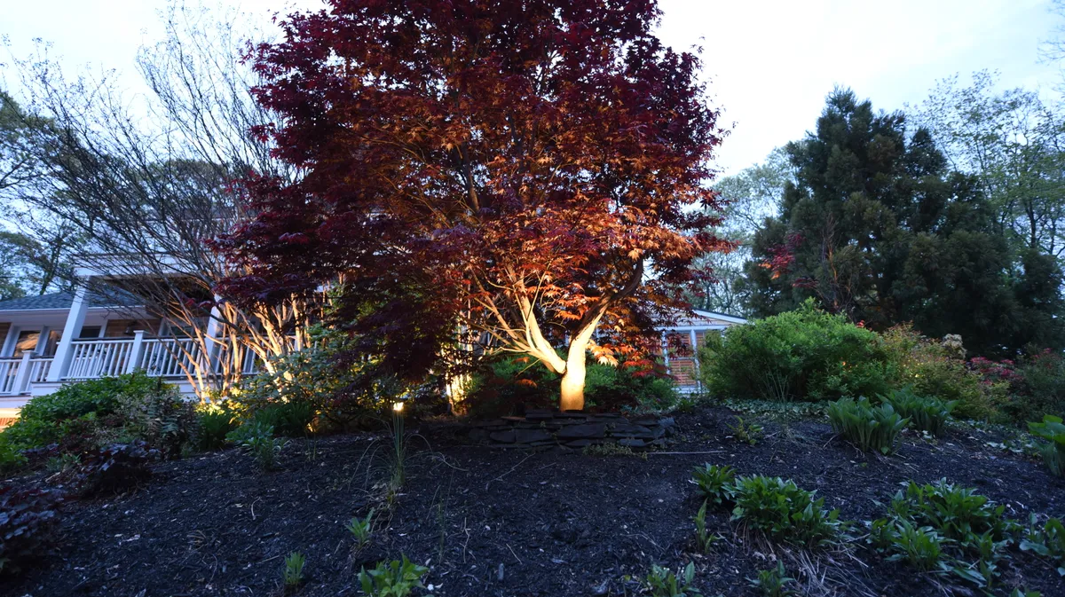 Tree uplighting in Huntington NY