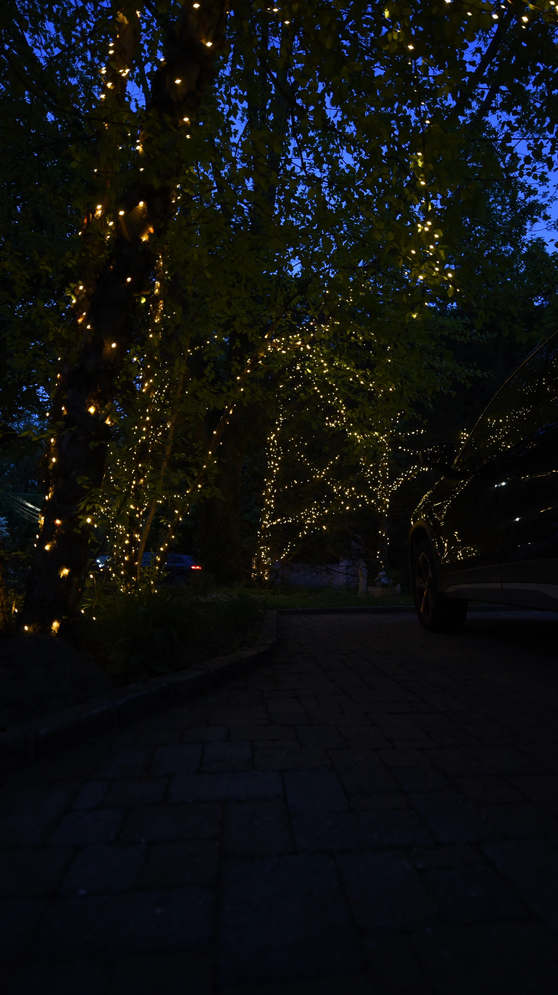 Fairy Light and Outdoor Tree Lighting — Oyster Bay NY